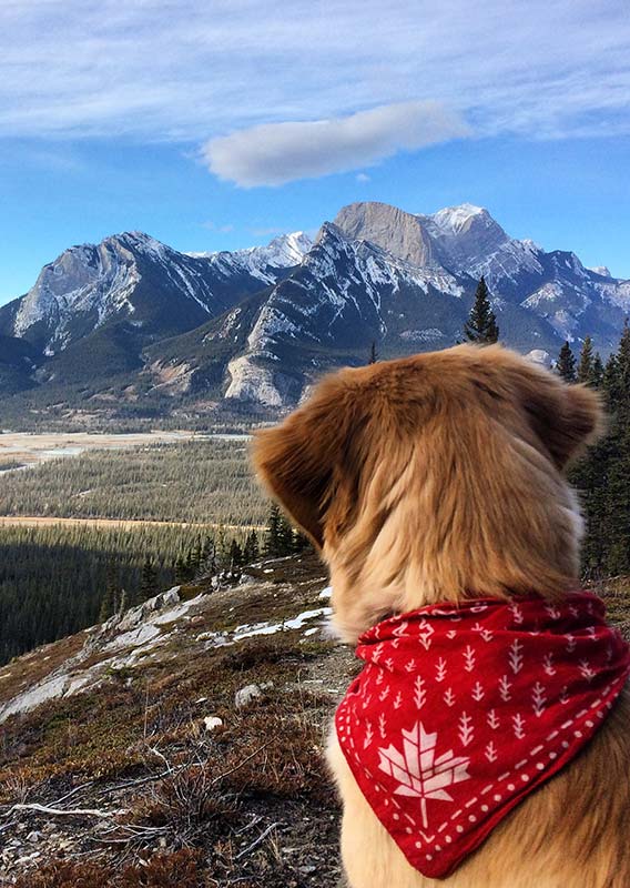 A dog sitting at a viewpoint over a valley, looking towards mountains.