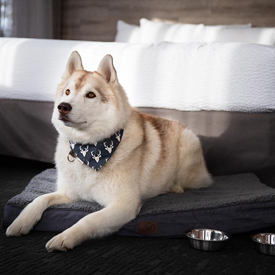 A dog sitting on a dog bed in a hotel room.